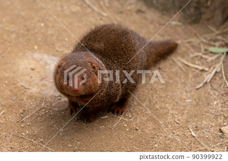 大阪天王寺動物園的侏儒貓鼬 大阪天王寺動物園的侏儒貓鼬 90399922