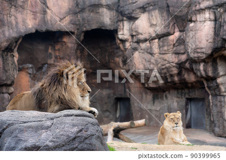 Lion at Tennoji Zoo in Osaka 90399965