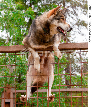 Husky farm. Dog sitting on the fence Husky farm. Dog sitting on the fence 90400026