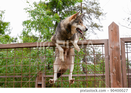 Husky farm. Dog sitting on the fence 90400027