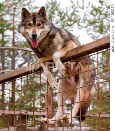 Husky farm. Dog sitting on the fence Husky farm. Dog sitting on the fence 90400036