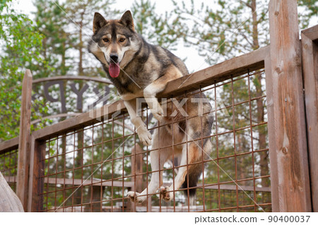 Husky farm. Dog sitting on the fence Husky farm. Dog sitting on the fence 90400037