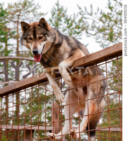 Husky farm. Dog sitting on the fence 90400038