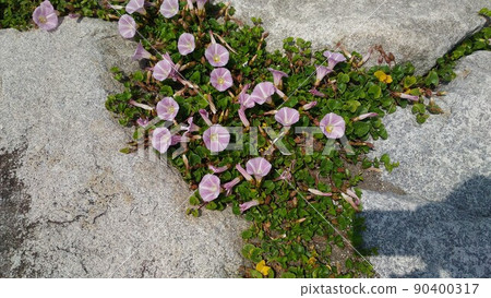 The pink flowers that bloom on the coast of the Kemigawa beach are the flowers of the beach morning The pink flowers that bloom on the coast of the Kemigawa beach are the flowers of the beach morning 90400317
