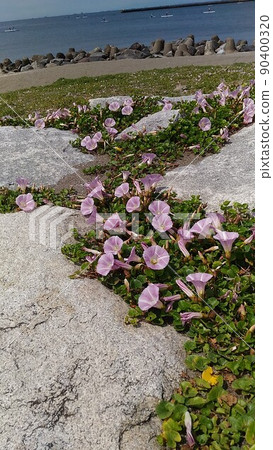The pink flowers that bloom on the coast of the Kemigawa beach are the flowers of the beach morning The pink flowers that bloom on the coast of the Kemigawa beach are the flowers of the beach morning 90400320