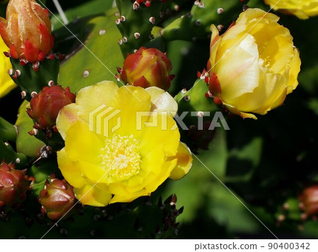Prickly pear cactus in the sun (yellow flowers and buds of Uchiwa Sennin palm) Prickly pear cactus in the sun (yellow flowers and buds of Uchiwa Sennin palm) 90400342
