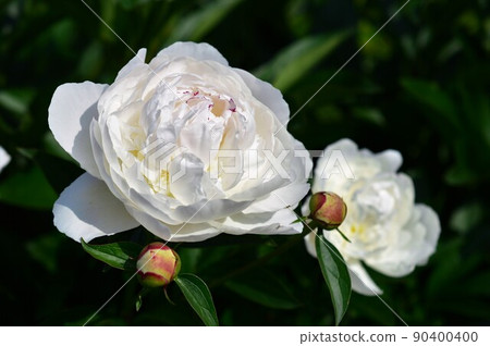 Peony peony white 90400400
