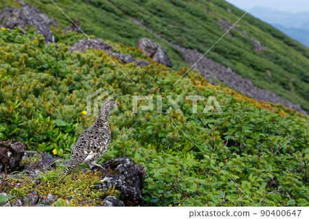 Grouse on the Mt. Ontake / Marici ridgeline Grouse on the Mt. Ontake / Marici ridgeline 90400647