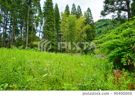 Grassland in the mountainous area of Fukuokamachi Goi, Takaoka City, Toyama Prefecture in June 90400809