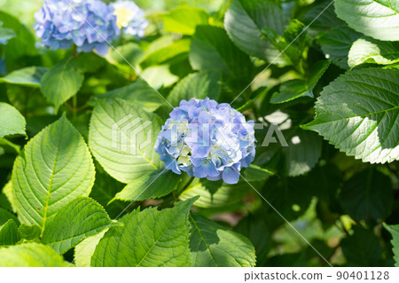 Hydrangea (Koboyama Park / Azumayama Course) 90401128