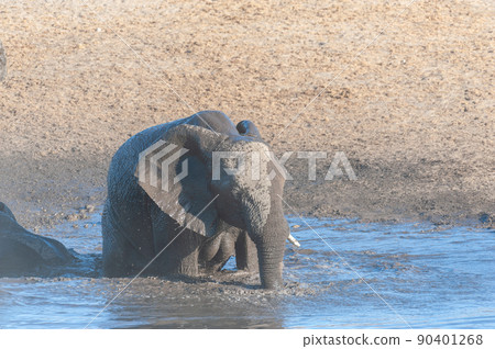 A young African Elephant Bathing in a waterhole 90401268