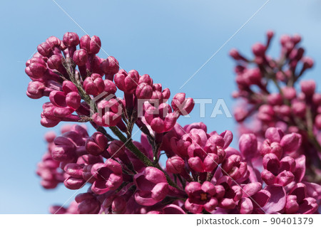 Beautiful lilac purple flowers blooming in the garden Beautiful lilac purple flowers blooming in the garden 90401379