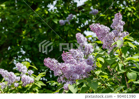Beautiful lilac purple flowers blooming in the garden Beautiful lilac purple flowers blooming in the garden 90401390
