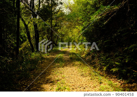 彎曲的道路在森林裡 90401458