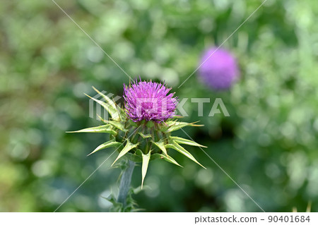 Milk thistle 90401684