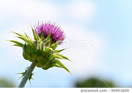 Milk thistle Milk thistle 90401689