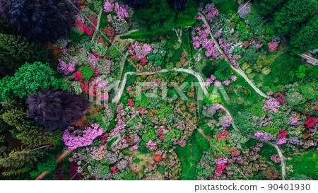 Aerial top down view of colorful blooming rhododendron shrubs among the trees. Aerial top down view of colorful blooming rhododendron shrubs among the trees. 90401930