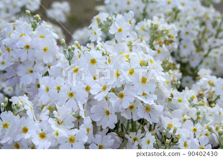 White flower primrose 90402430