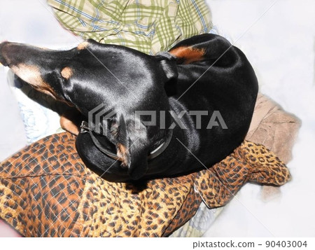 從上面俯視杜賓犬 90403004