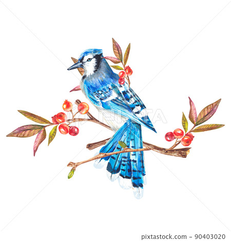 Bird Clipart-blue jay bird on branch clipart