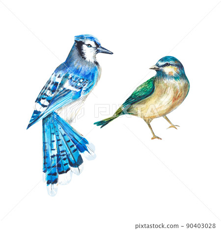 Blue Jay Bird Clip Art Set