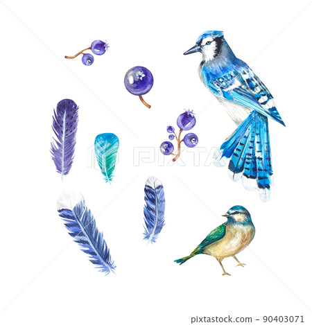 Two birds with berries and feathers in watercolor. The blue jay and tit are isolated. Watercolor illustration. For design, textiles, postcards, wedding invitations, packaging, wallpaper, printing 90403071