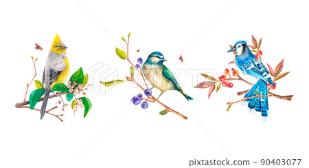 Birds painted in watercolor on a white background. Blue jay, tit. Birds on the branches. Watercolor illustration. Suitable for design, textiles, postcards, wedding invitations, packaging, printing 90403077