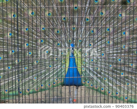 Indian Peacock at Nogeyama Zoo (Yokohama City, Kanagawa Prefecture) 90403376