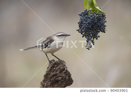White banded mokingbird,eating wild grapes, Paagonia forest, Argentina 90403901
