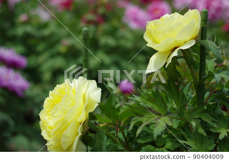 淡黃色的牡丹花。牡丹是一朵富貴的花 淡黃色的牡丹花。牡丹是一朵富貴的花 90404009