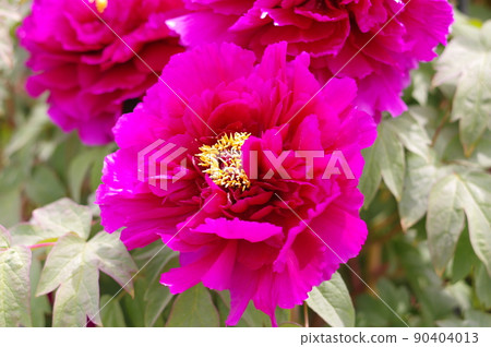 Bright pink peony flowers. Peony is a rich flower 90404013