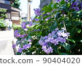 Hydrangea in Tokyo in early June 90404020