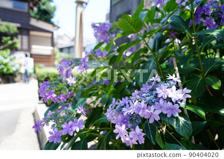 Hydrangea in Tokyo in early June 90404020