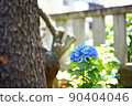 Hydrangea in Tokyo in early June 90404046