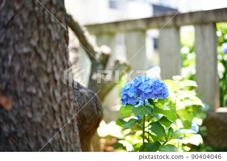 Hydrangea in Tokyo in early June 90404046