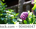 Hydrangea in Tokyo in early June 90404047