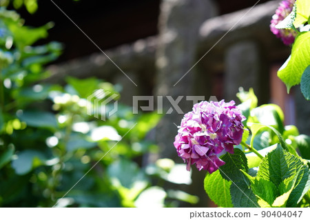 Hydrangea in Tokyo in early June Hydrangea in Tokyo in early June 90404047