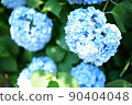 Hydrangea in Tokyo in early June 90404048