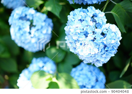 Hydrangea in Tokyo in early June Hydrangea in Tokyo in early June 90404048