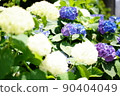 Hydrangea in Tokyo in early June 90404049
