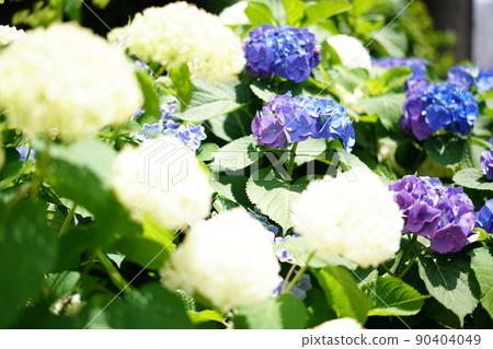 Hydrangea in Tokyo in early June 90404049