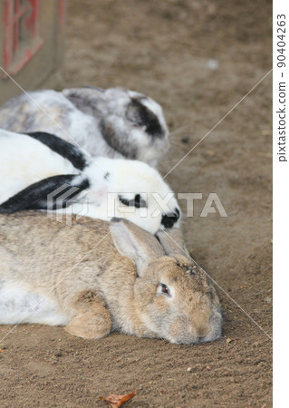 Domestic rabbits (Oryctolagus cuniculus forma domestica) Domestic rabbits (Oryctolagus cuniculus forma domestica) 90404263
