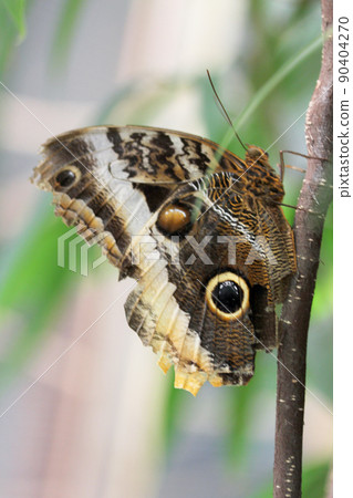 forest giant owl (caligo eurilochus) forest giant owl (caligo eurilochus) 90404270