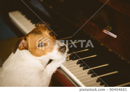 Stay at home - learn new skill concept with dog training to play music on piano 90404681