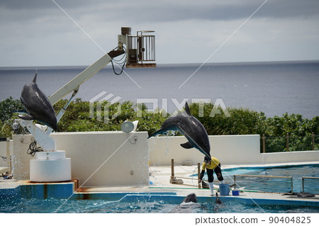 Energetic dolphins 90404825