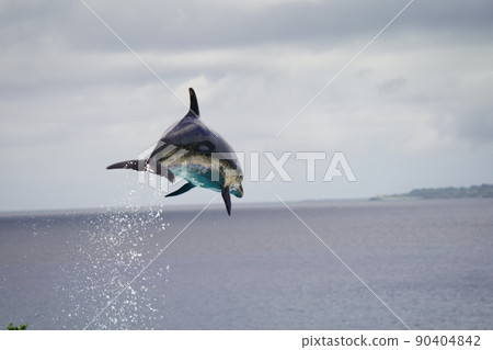 Energetic dolphins 90404842