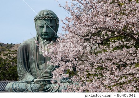 鎌倉的大佛和櫻花 鎌倉的大佛和櫻花 90405041
