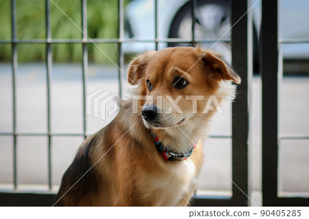Brown dog waiting for owner to come home. 90405285
