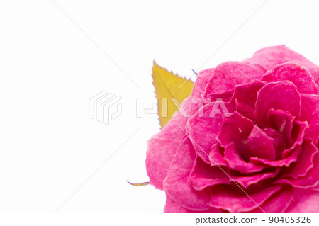 玫瑰乾花 90405326