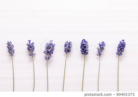 幹薰衣草花 90405373